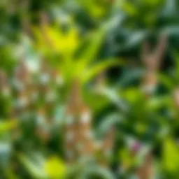 Diverse plant species thriving in the Western Zone