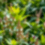 Diverse Plant Species in the Western Zone Diverse plant species thriving in the Western Zone