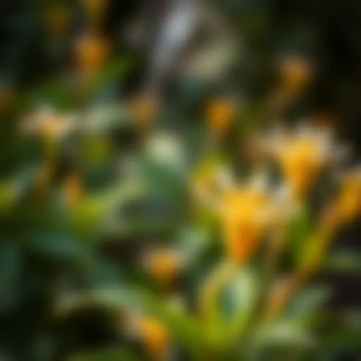 Close-up of a unique flowering plant endemic to the region